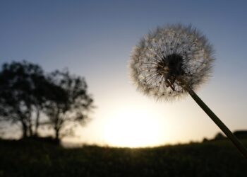 Restful Nights: Harnessing the Power of Mindfulness for Better Sleep